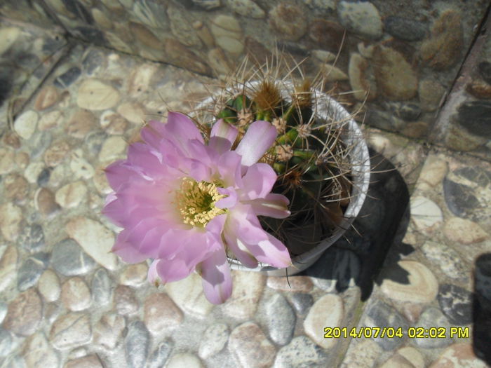 SAM_6615 - cactusi