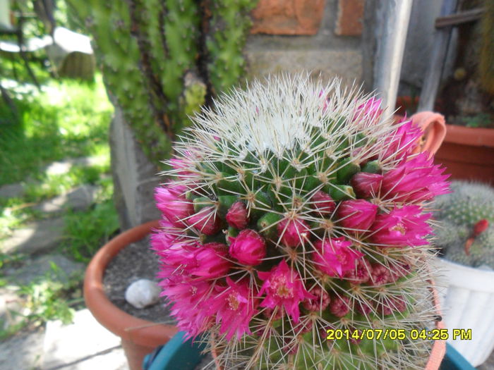 SAM_6630 - cactusi