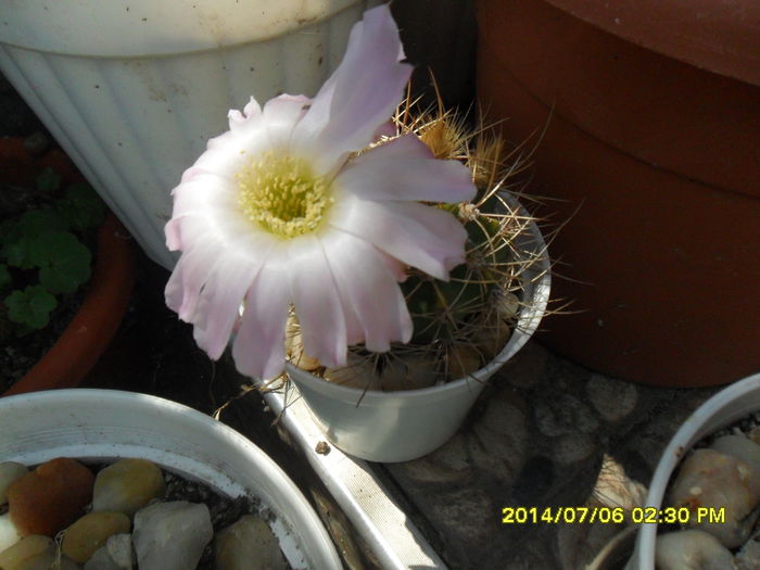 SAM_6645 - cactusi