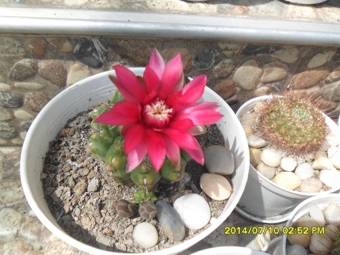 SAM_6665 - cactusi
