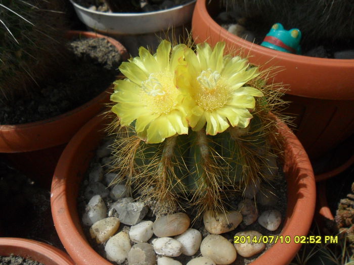 SAM_6667 - cactusi