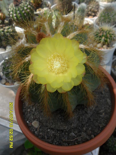 SAM_6668 - cactusi