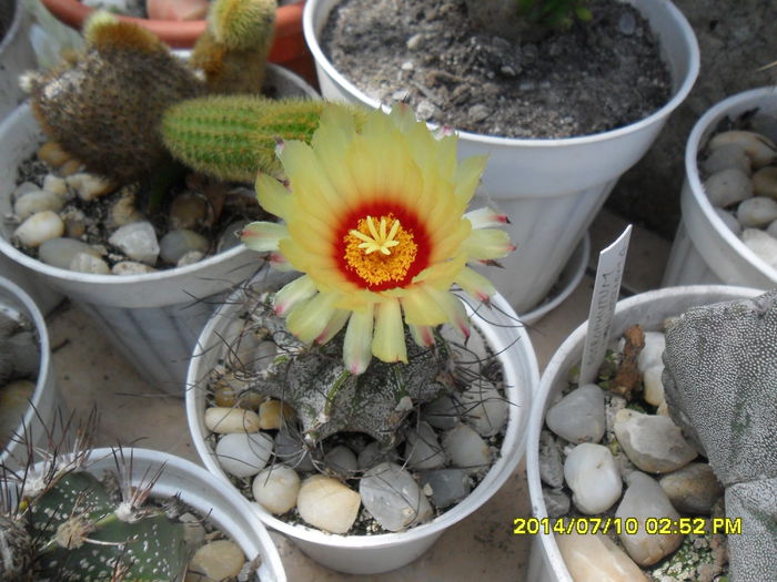 SAM_6669 - cactusi