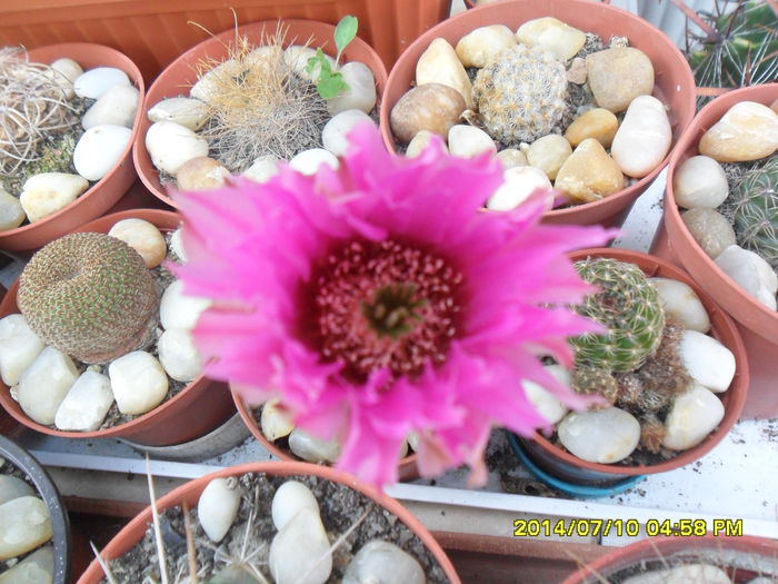 SAM_6671 - cactusi