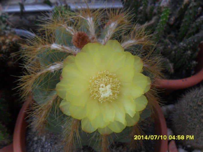 SAM_6673 - cactusi