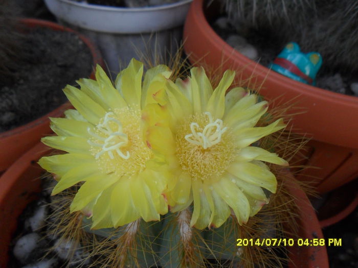 SAM_6674 - cactusi