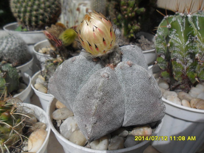 SAM_6685 - cactusi