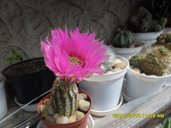 SAM_6686 - cactusi