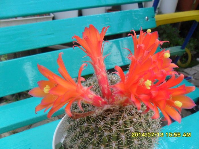 SAM_6697 - cactusi