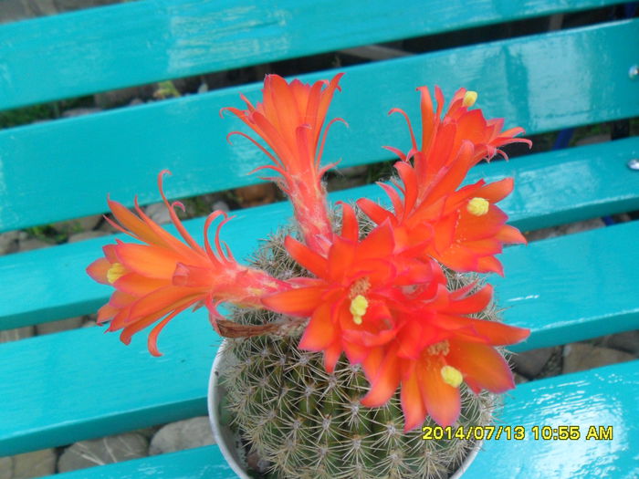 SAM_6698 - cactusi