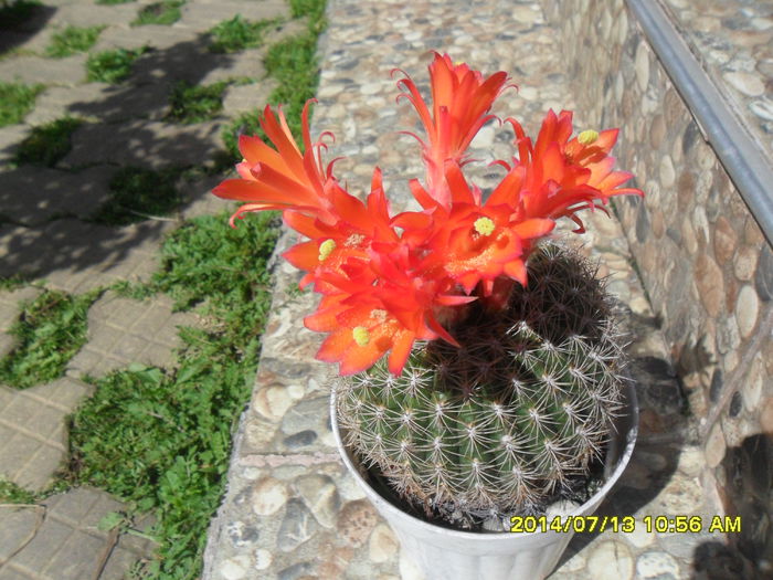 SAM_6699 - cactusi