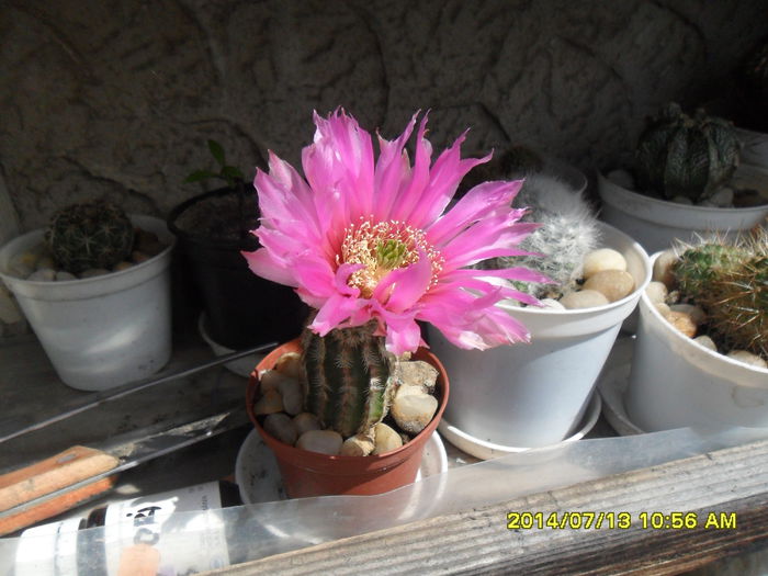 SAM_6701 - cactusi