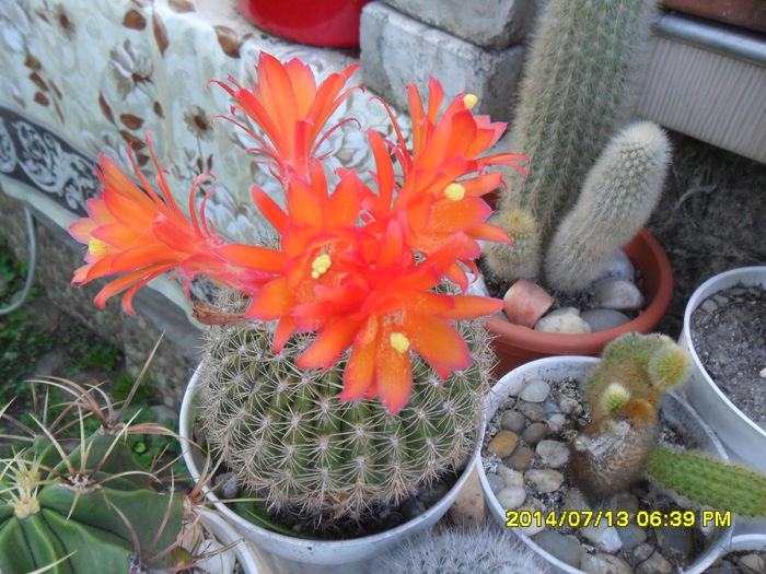 SAM_6703 - cactusi