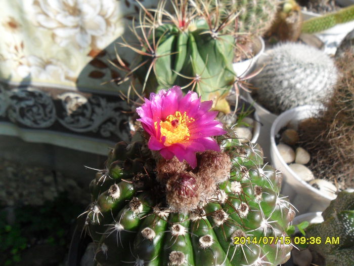 SAM_6708 - cactusi
