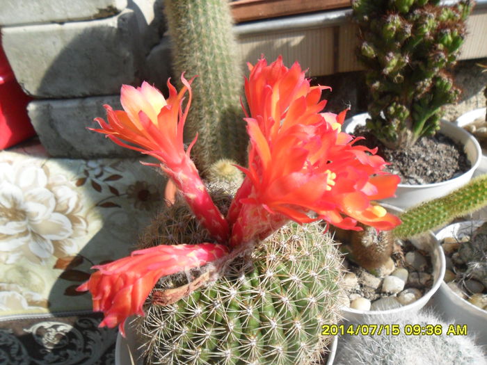 SAM_6709 - cactusi