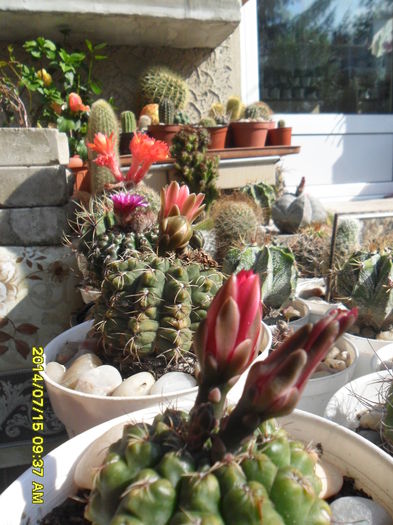 SAM_6710 - cactusi