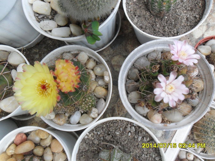 SAM_6733 - cactusi