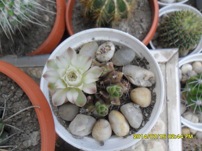 SAM_6734 - cactusi