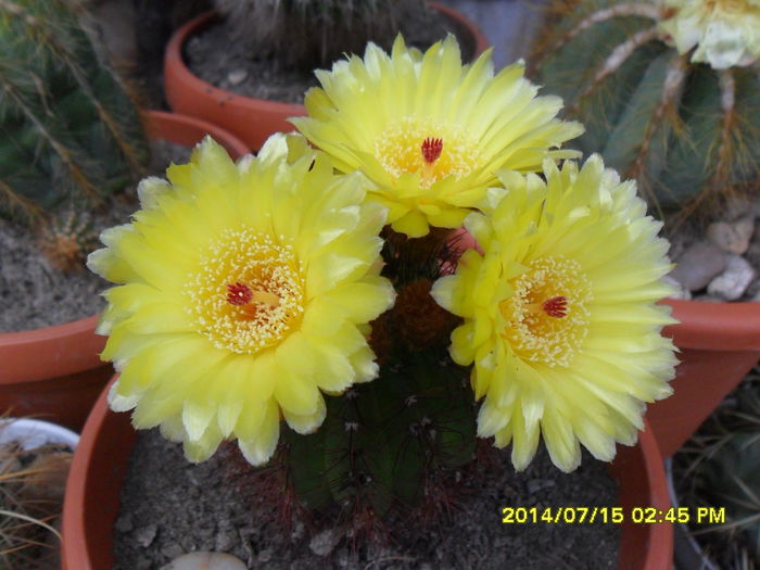 SAM_6736 - cactusi