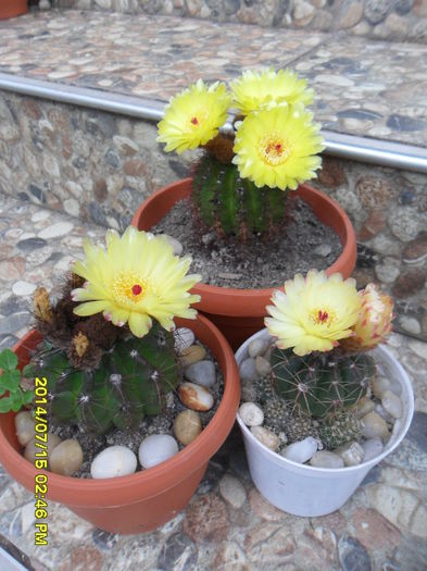 SAM_6738 - cactusi