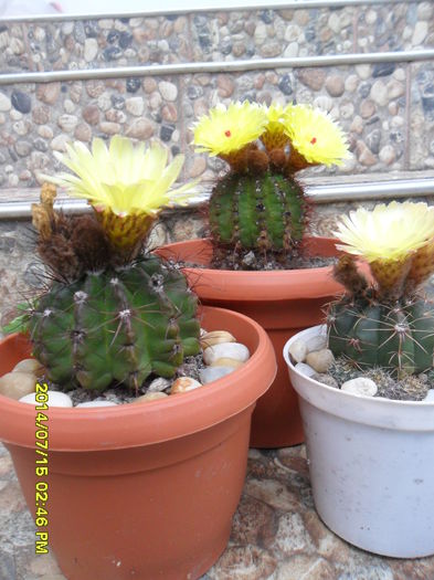 SAM_6740 - cactusi