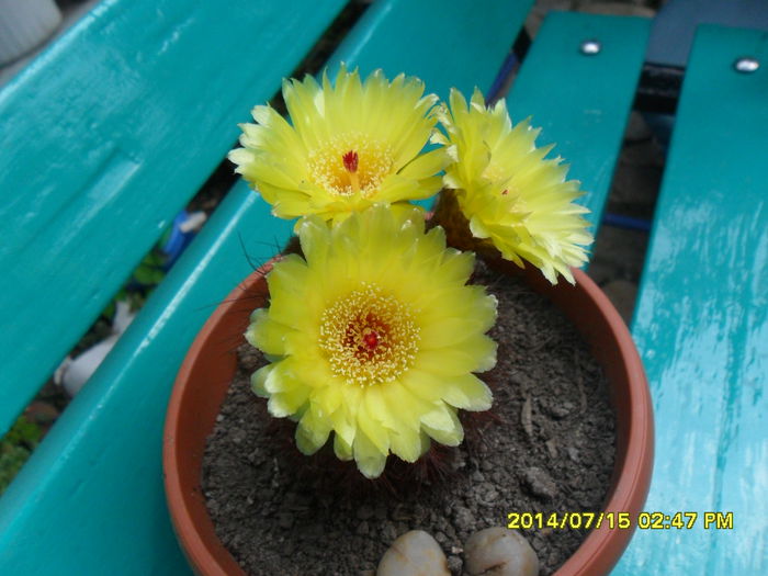 SAM_6743 - cactusi