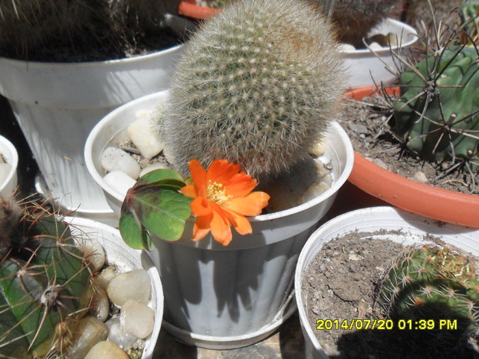 SAM_6768 - cactusi