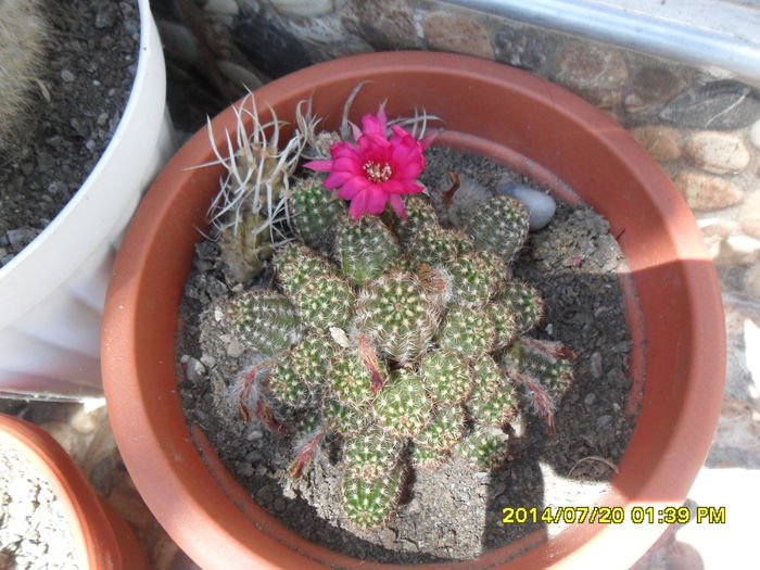 SAM_6769 - cactusi