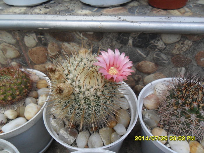 SAM_6784 - cactusi