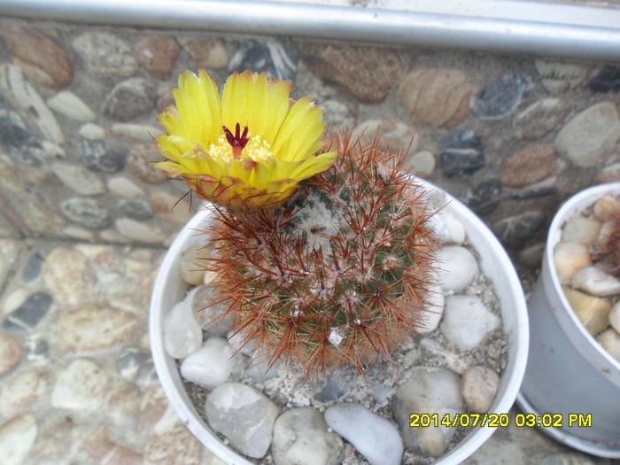 SAM_6785 - cactusi