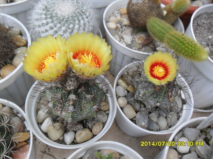 SAM_6794 - cactusi