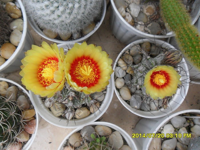 SAM_6795 - cactusi