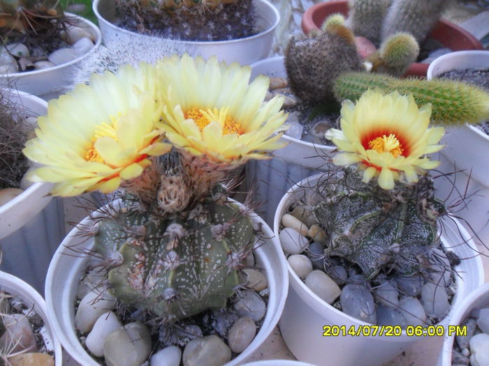 SAM_6818 - cactusi