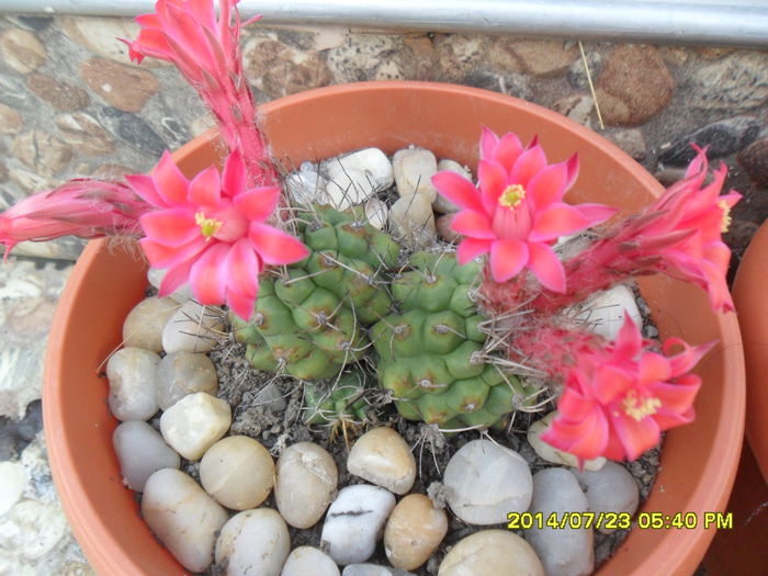 SAM_6834 - cactusi
