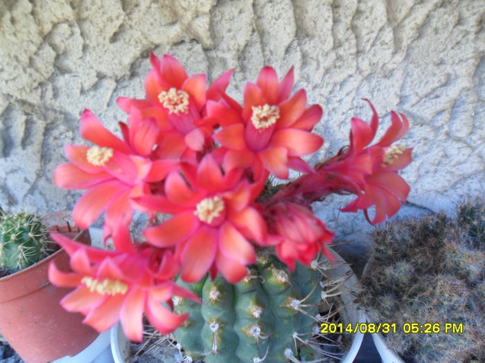 SAM_7203 - cactusi