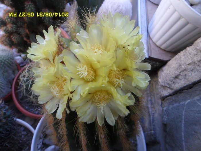 SAM_7207 - cactusi