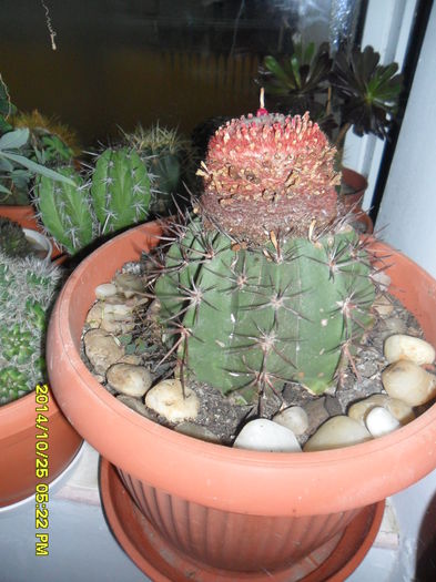 SAM_7478 - cactusi