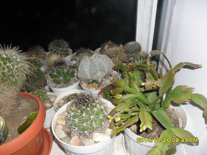 SAM_7504 - cactusi