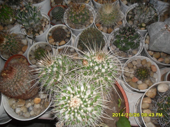 SAM_7505 - cactusi