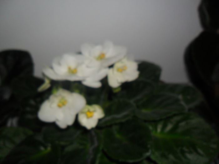 SAM_3325