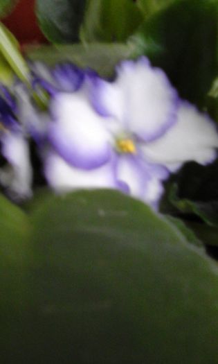 20141118_094200 - violete
