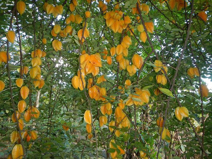 15. Carambola