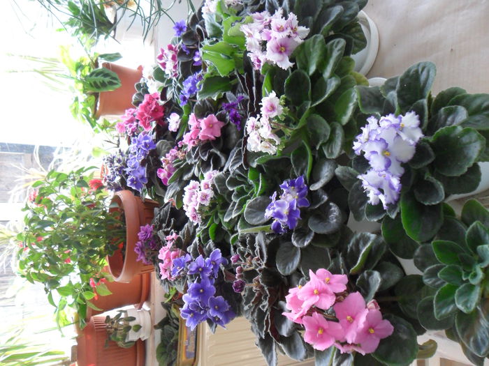 SAM_3693 - violetele mele