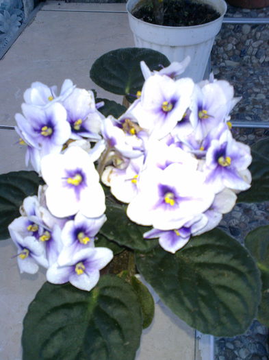 Fotografie0195 - violetele mele