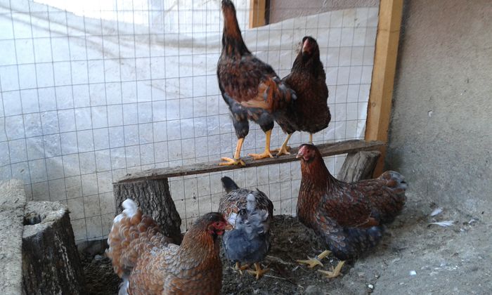 20141103_Wyandotte auriu albastru