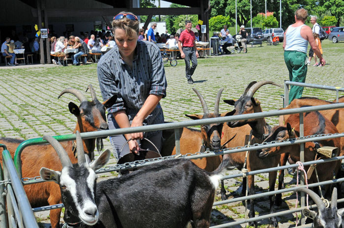 Alpine si Thuringen sau Toggenburg foarte frumoase - Rase de oi si capre-Poze deosebite 2