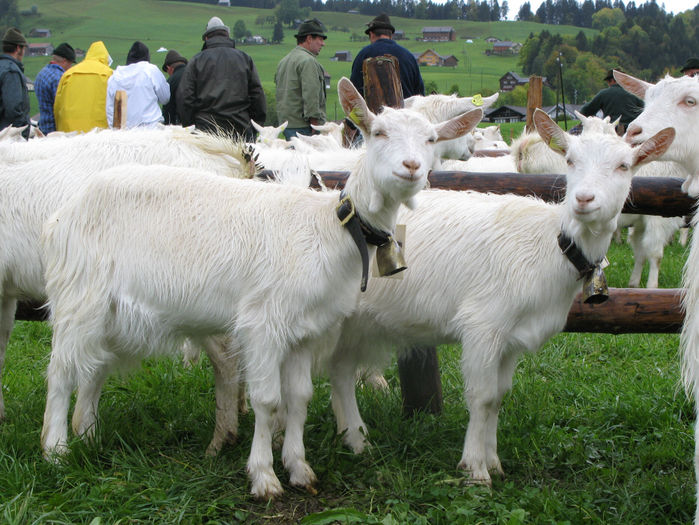 Appenzeller iezi frumosi - Rase de oi si capre-Poze deosebite 2