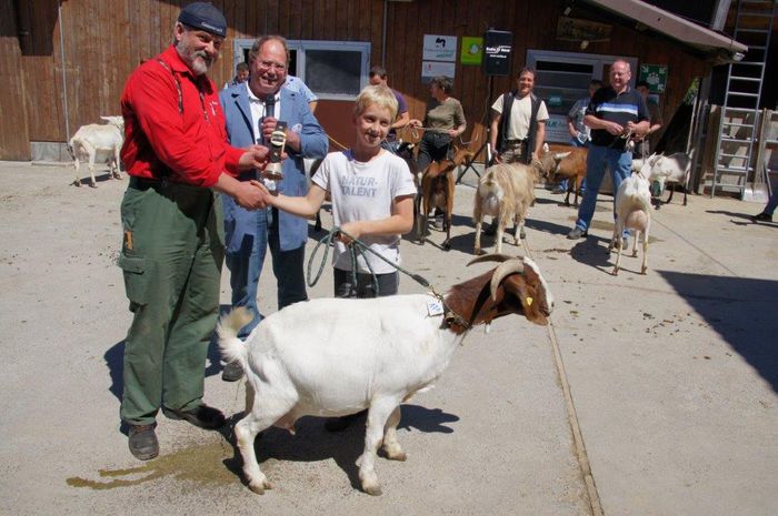 Capra Boer face treaba mica - Rase de oi si capre-Poze deosebite 2