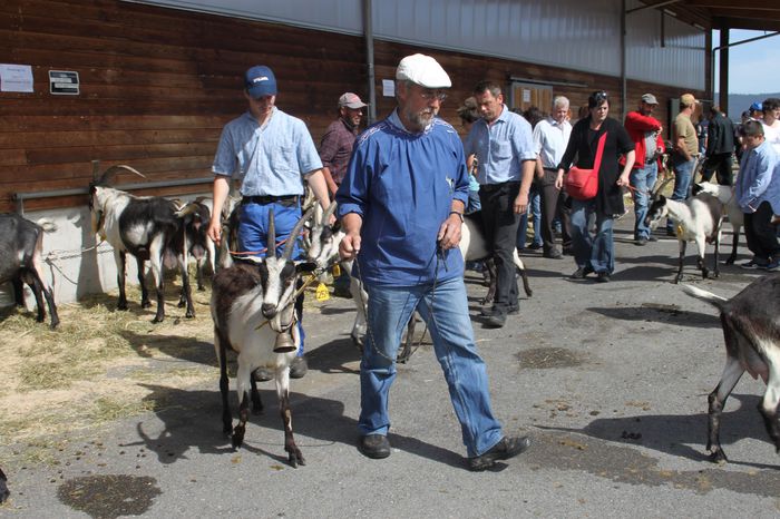 Capre Paun la Expozitie - Rase de oi si capre-Poze deosebite 2