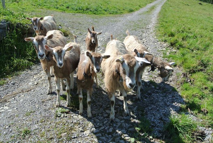 Capre Toggenburg foarte curioase - Rase de oi si capre-Poze deosebite 2